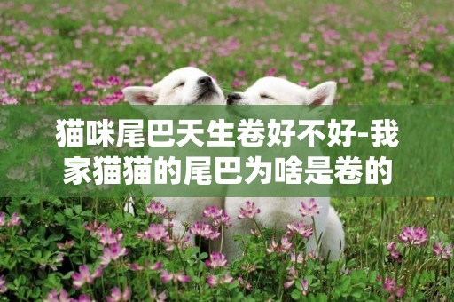 貓咪尾巴天生卷好不好-我家貓貓的尾巴為啥是卷的