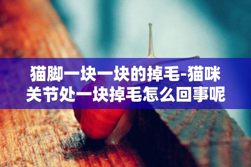 貓腳一塊一塊的掉毛-貓咪關節處一塊掉毛怎么回事呢？