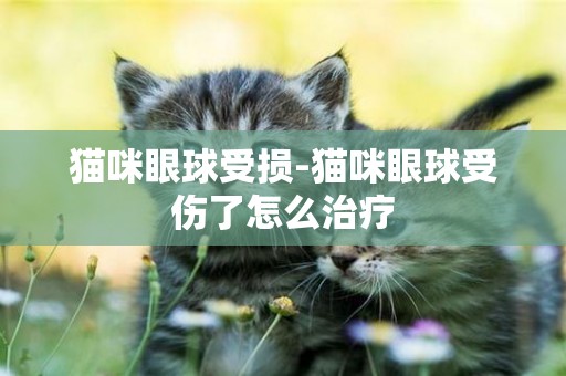 貓咪眼球受損-貓咪眼球受傷了怎么治療