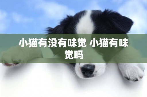 小貓有沒有味覺 小貓有味覺嗎