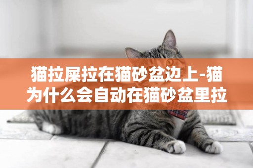 貓拉屎拉在貓砂盆邊上-貓為什么會自動在貓砂盆里拉屎？