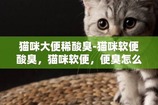 貓咪大便稀酸臭-貓咪軟便酸臭，貓咪軟便，便臭怎么辦