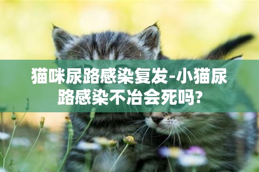 貓咪尿路感染復發-小貓尿路感染不冶會死嗎?