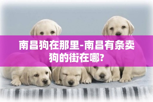南昌狗在那里-南昌有條賣狗的街在哪?