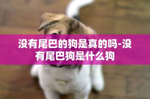 沒有尾巴的狗是真的嗎-沒有尾巴狗是什么狗