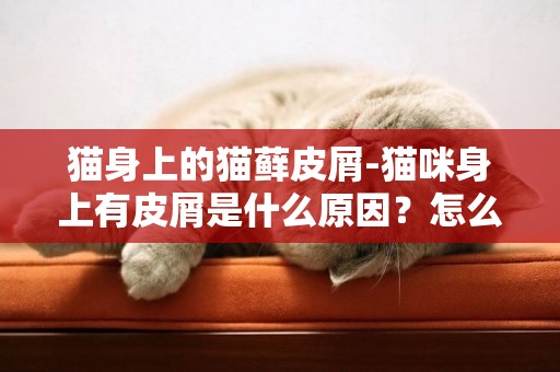 貓身上的貓蘚皮屑-貓咪身上有皮屑是什么原因？怎么辦