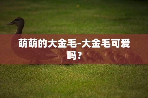 萌萌的大金毛-大金毛可愛嗎？