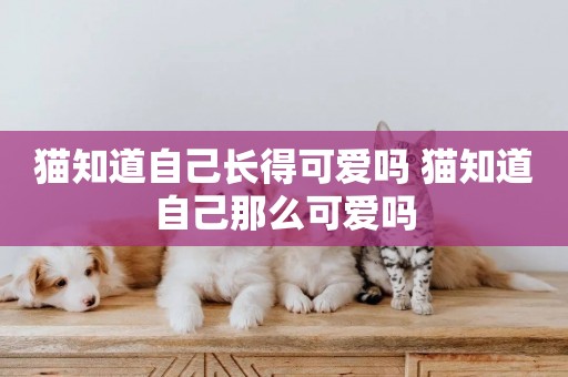 貓知道自己長得可愛嗎 貓知道自己那么可愛嗎