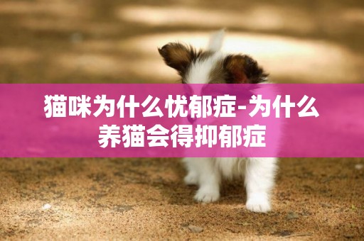 貓咪為什么憂郁癥-為什么養貓會得抑郁癥