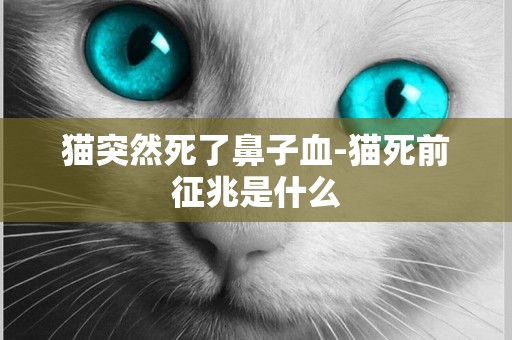 貓突然死了鼻子血-貓死前征兆是什么