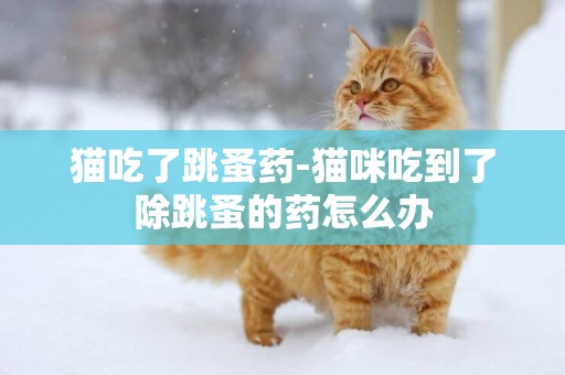 貓吃了跳蚤藥-貓咪吃到了除跳蚤的藥怎么辦