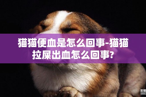 貓貓便血是怎么回事-貓貓拉屎出血怎么回事?