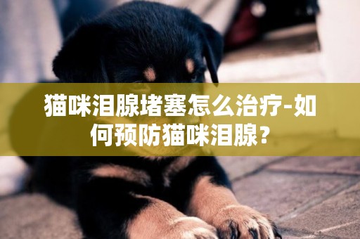 貓咪淚腺堵塞怎么治療-如何預防貓咪淚腺？