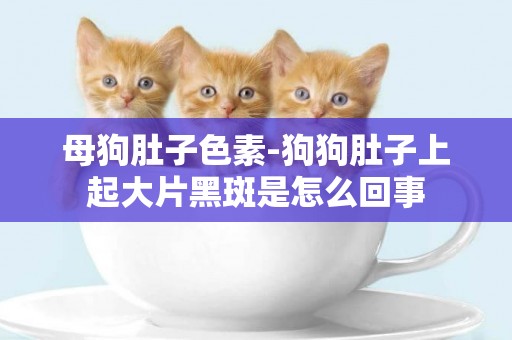 母狗肚子色素-狗狗肚子上起大片黑斑是怎么回事