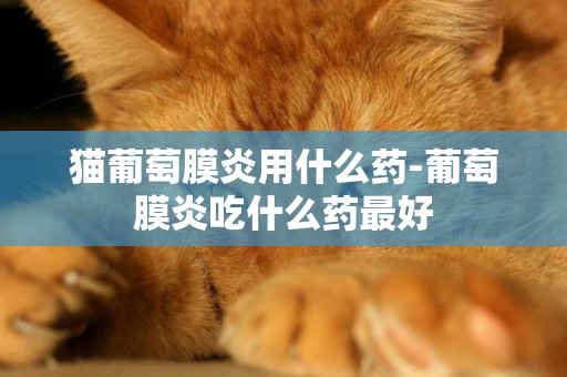 貓葡萄膜炎用什么藥-葡萄膜炎吃什么藥最好