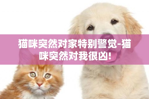 貓咪突然對家特別警覺-貓咪突然對我很兇!