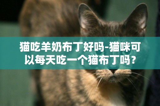 貓吃羊奶布丁好嗎-貓咪可以每天吃一個貓布丁嗎？