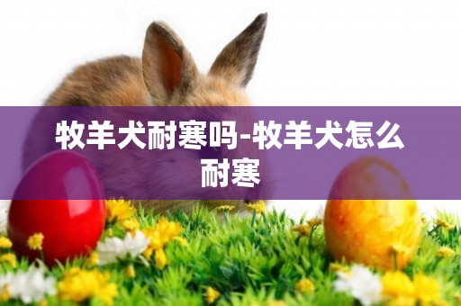 牧羊犬耐寒嗎-牧羊犬怎么耐寒