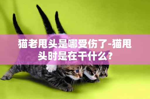 貓老甩頭是哪受傷了-貓甩頭時是在干什么？