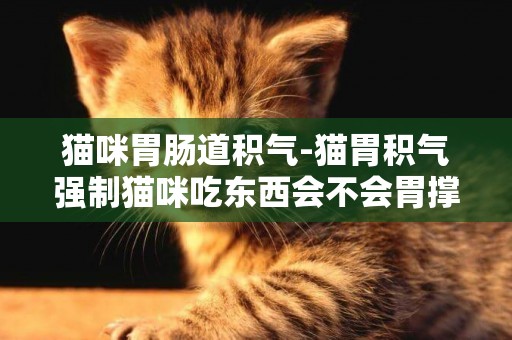貓咪胃腸道積氣-貓胃積氣強制貓咪吃東西會不會胃撐壞了，胃積氣吃點什么可以排一下呢