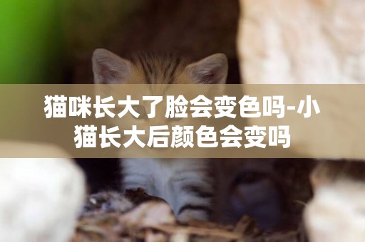 貓咪長大了臉會變色嗎-小貓長大后顏色會變嗎