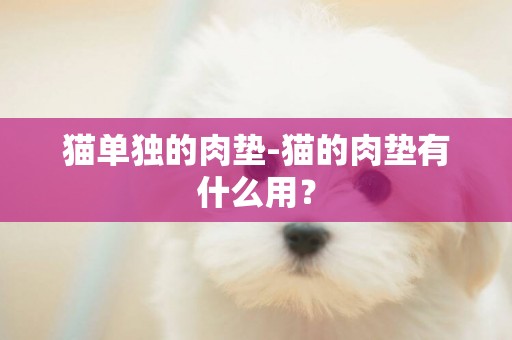 貓單獨的肉墊-貓的肉墊有什么用？