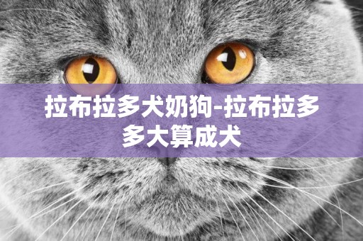 拉布拉多犬奶狗-拉布拉多多大算成犬