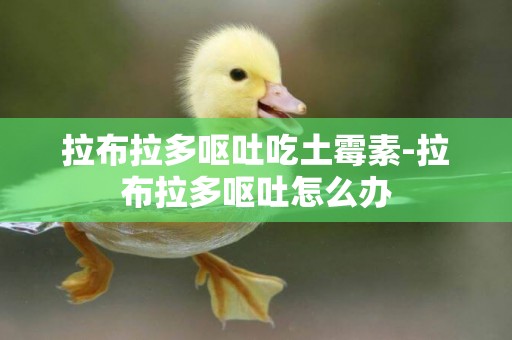 拉布拉多嘔吐吃土霉素-拉布拉多嘔吐怎么辦