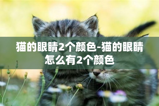 貓的眼睛2個顏色-貓的眼睛怎么有2個顏色