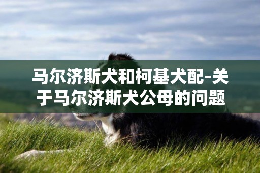 馬爾濟斯犬和柯基犬配-關于馬爾濟斯犬公母的問題