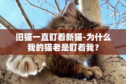 舊貓一直盯著新貓-為什么我的貓老是盯著我？