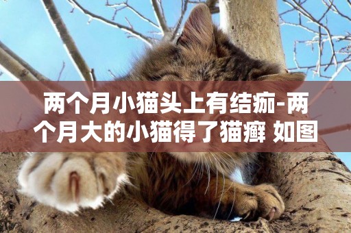 兩個月小貓頭上有結痂-兩個月大的小貓得了貓癬 如圖 嚴重嗎？