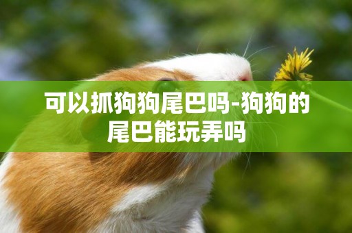 可以抓狗狗尾巴嗎-狗狗的尾巴能玩弄嗎