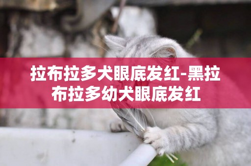 拉布拉多犬眼底發紅-黑拉布拉多幼犬眼底發紅