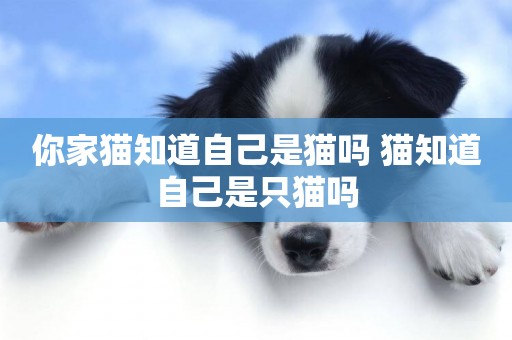 你家貓知道自己是貓嗎 貓知道自己是只貓嗎