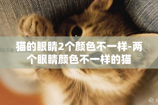 貓的眼睛2個顏色不一樣-兩個眼睛顏色不一樣的貓