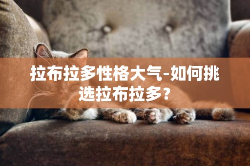 拉布拉多性格大氣-如何挑選拉布拉多？