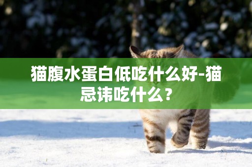 貓腹水蛋白低吃什么好-貓忌諱吃什么？