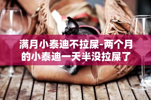 滿月小泰迪不拉屎-兩個月的小泰迪一天半沒拉屎了