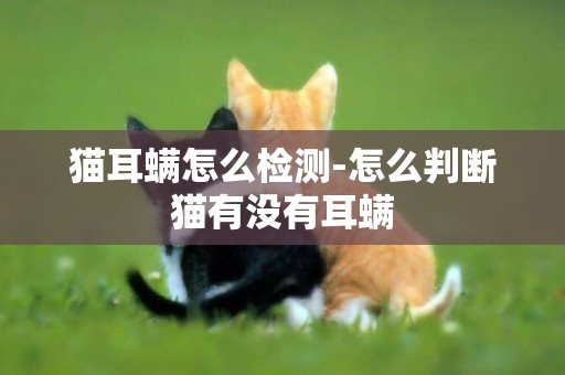 貓耳螨怎么檢測-怎么判斷貓有沒有耳螨