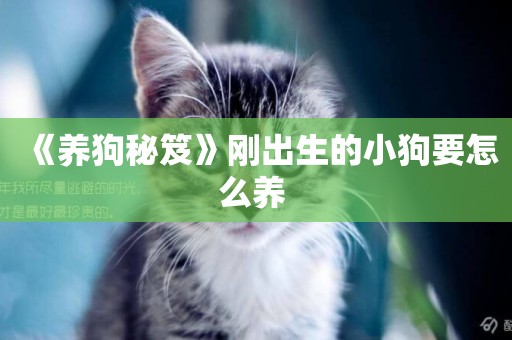 《養狗秘笈》剛出生的小狗要怎么養 