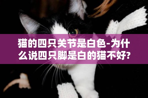 貓的四只關節是白色-為什么說四只腳是白的貓不好?