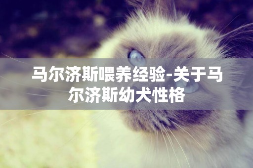 馬爾濟斯喂養經驗-關于馬爾濟斯幼犬性格
