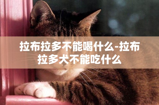 拉布拉多不能喝什么-拉布拉多犬不能吃什么