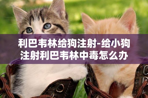 利巴韋林給狗注射-給小狗注射利巴韋林中毒怎么辦