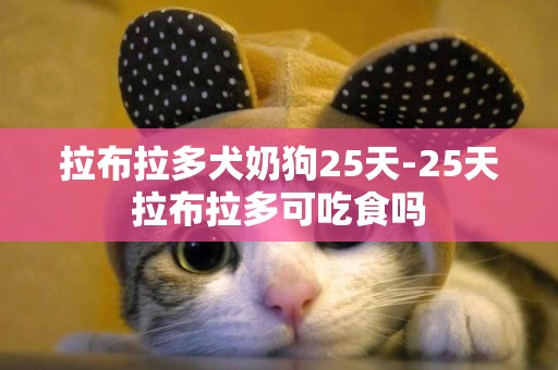拉布拉多犬奶狗25天-25天拉布拉多可吃食嗎