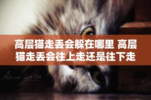 高層貓走丟會躲在哪里 高層貓走丟會往上走還是往下走