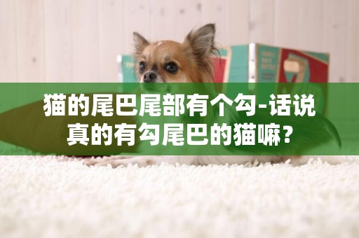 貓的尾巴尾部有個勾-話說真的有勾尾巴的貓嘛？