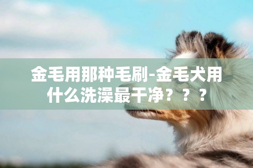 金毛用那種毛刷-金毛犬用什么洗澡最干凈？？？