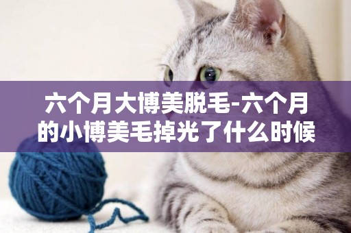 六個月大博美脫毛-六個月的小博美毛掉光了什么時候能長起來